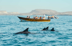 بوشهر نوروز (زمینی)